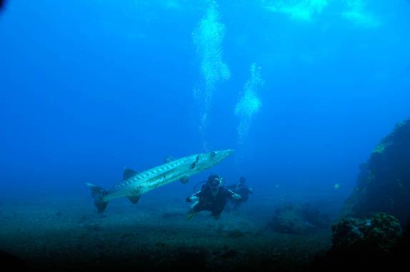 Barracuda gigante durante mergulho em Pedras Secas I, em Fernando de Noronha - PE (foto de Mateus Harfush - Ciliares)